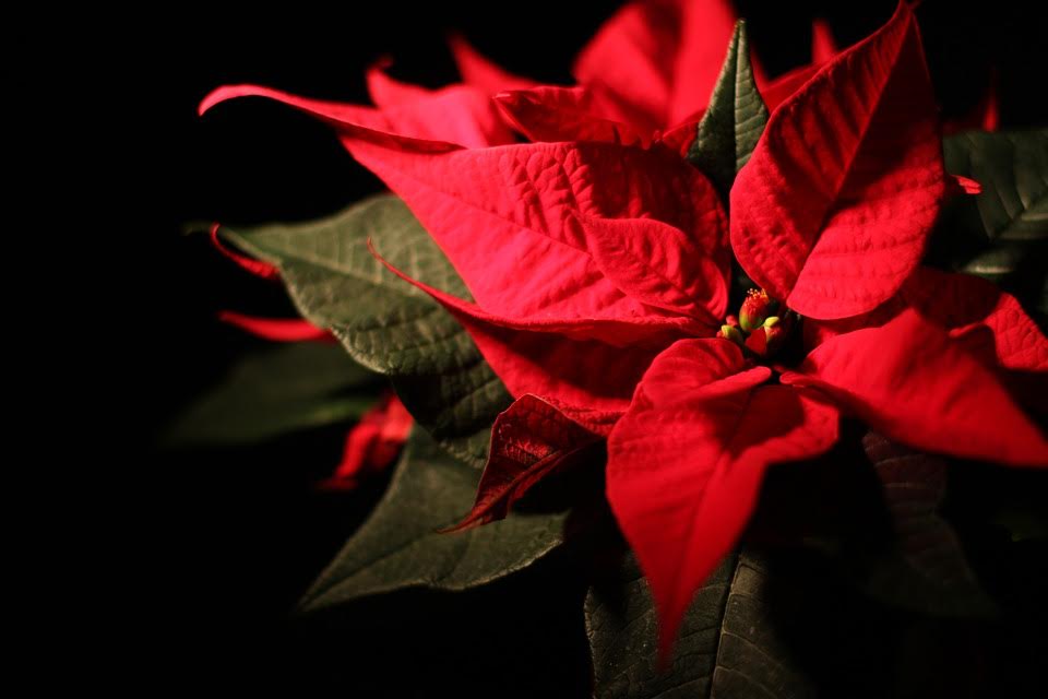 The Poinsettia: The Ultimate Christmas Flower - SWFlorist